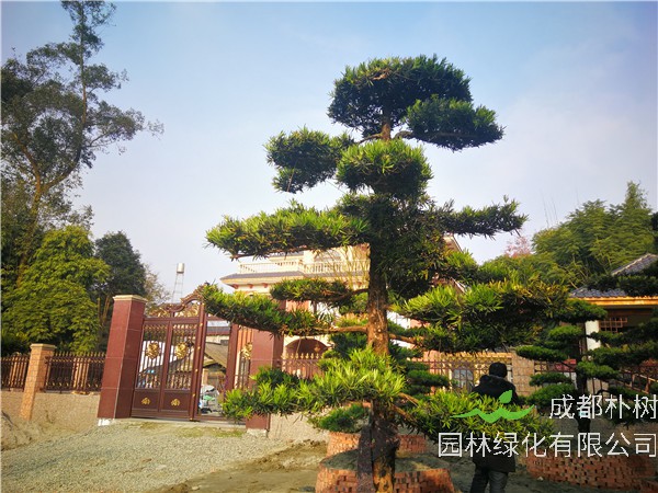 遂宁市罗汉松18公分价格24000-26000元【苗圃基地直销】低价批发